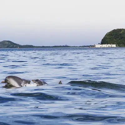 Dois golfinhos nadam em águas calmas, com mata costeira e construções baixas ao fundo. A cena é iluminada por luz suave de dia nublado, em ambiente tranquilo à beira-mar.