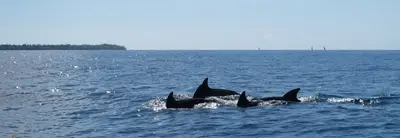 Golfinhos nadam em grupo no mar, com a linha da costa ao fundo. A luz clara do dia cria reflexos prateados sobre as ondas.