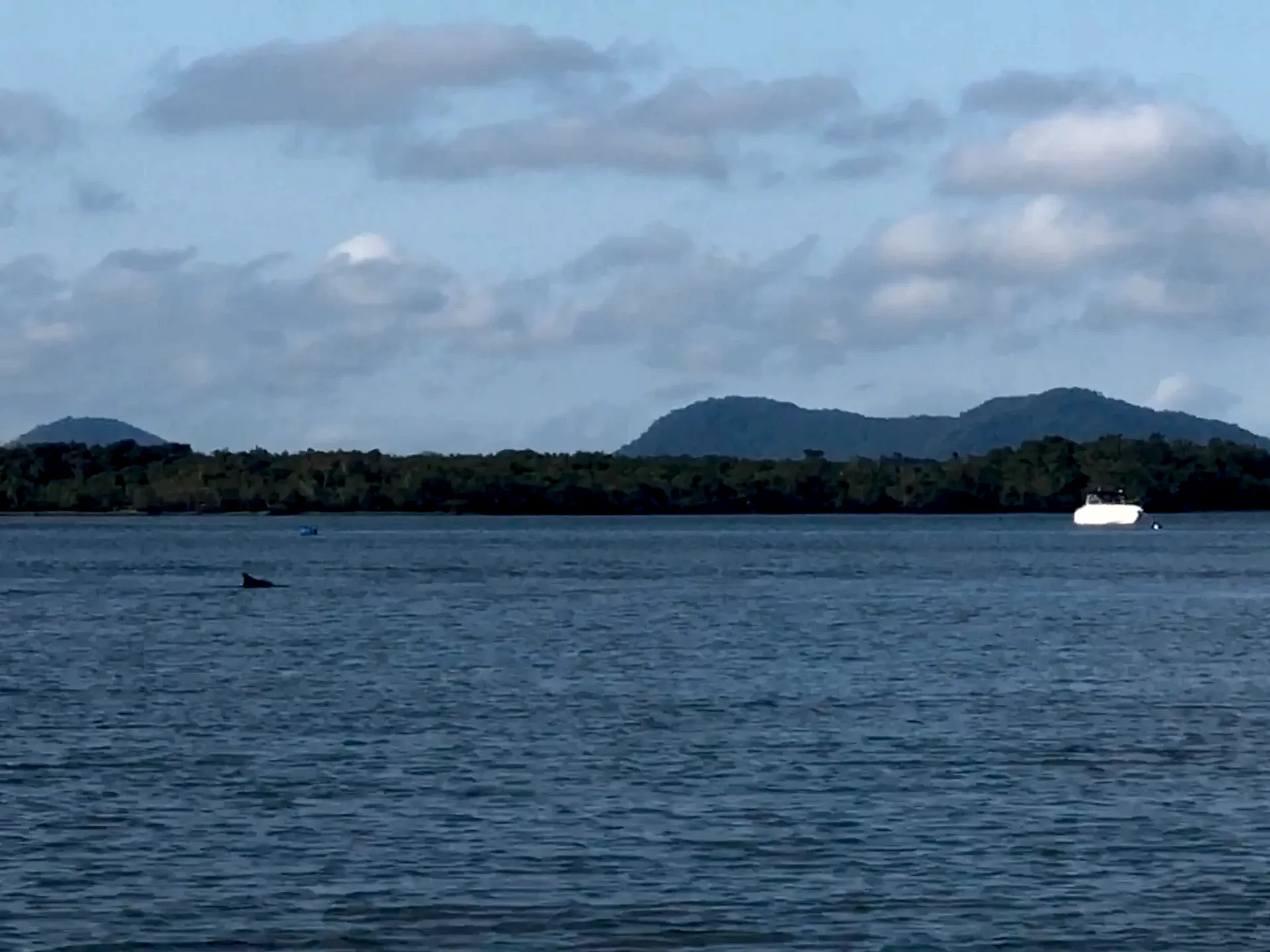 Vista da baía com mata e morros ao fundo, um barco branco ancorado e uma nadadeira surgindo na água. A luz suave do dia nublado cria tons azulados e atmosfera tranquila.